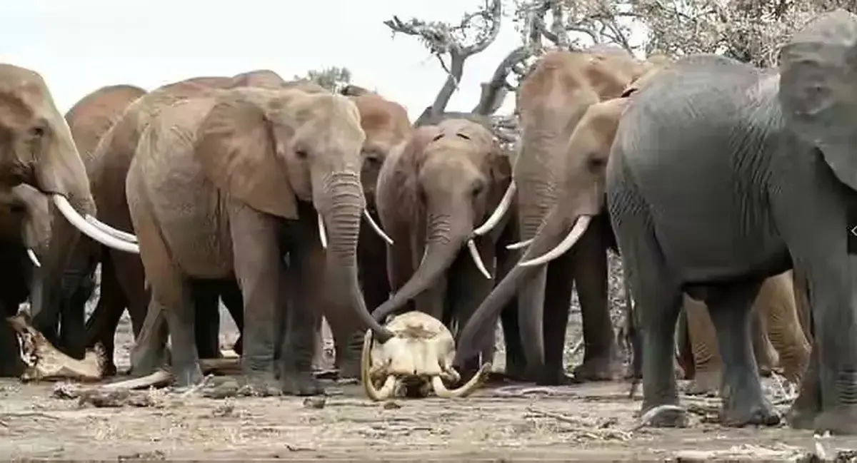 《女王的大象 / La regina degli elefanti》相关资源图片